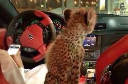 Приватні літаки, дорогі авто та домашні леви. Як живе золота молодь Дубая