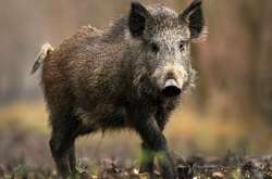 У Німеччині можуть знищити 70% диких кабанів