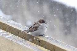 Прогноз погоди: сьогодні в Україні похолодає, на півдні та сході місцями сніг