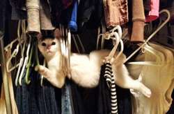 18 фотографий животных, попавших впросак