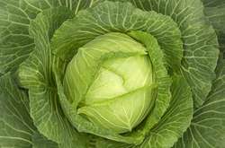 З початку року капуста подорожчала у 1,5 разів