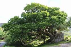 Дивовижні дерева, які ростуть навіть там, де це неможливо