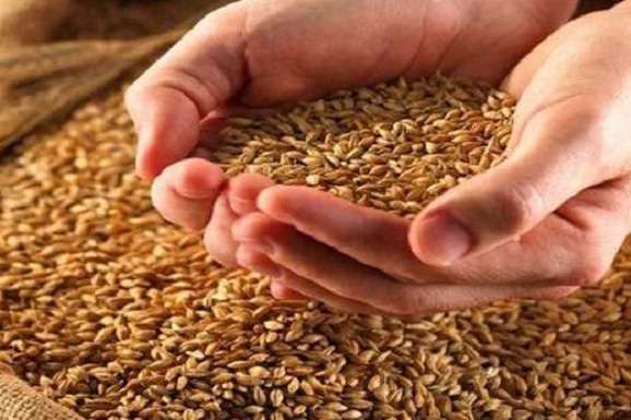 Україна за п'ять днів вичерпала квоти на поставки пшениці і кукурудзи в ЄС 