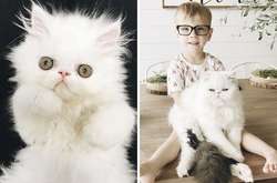 25 фотографий очаровательных пушистиков, которые превратились в роскошных котов