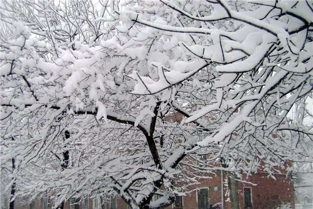 Україну почне засипати снігом: прогноз погоди на 16 січня