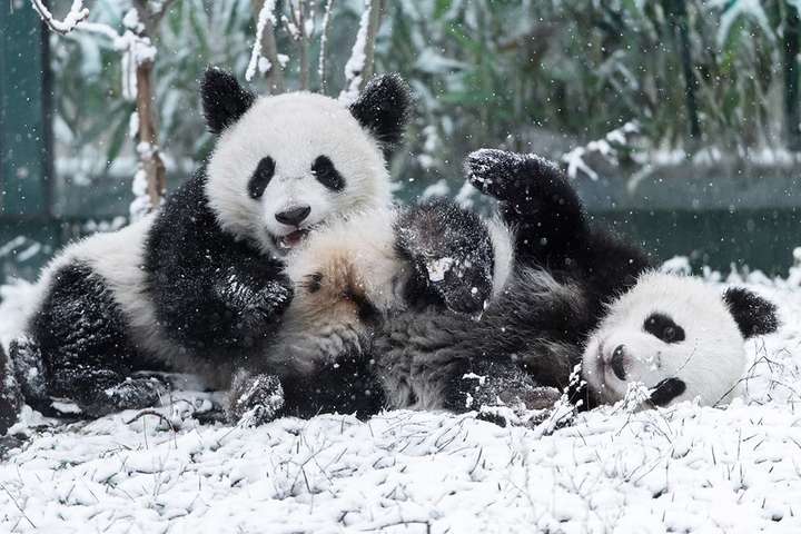 Детеныши панд из венского зоопарка поиграли в снегу: забавное видео