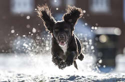 Собака впервые увидела снег