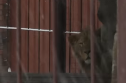  Животное не ухоженное и раздражает жителей соседних домов громким ревом 