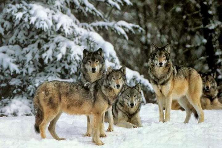 Волки наводят ужас на села в Житомирской области 