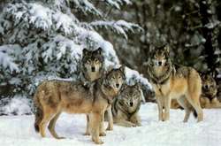 Волки наводят ужас на села в Житомирской области 