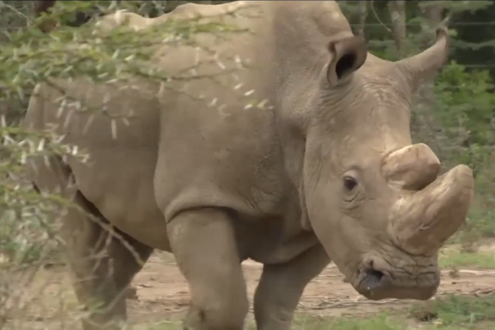 У Кенії збираються врятувати носорогів, які знаходяться на межі вимирання