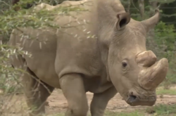 У Кенії збираються врятувати носорогів, які знаходяться на межі вимирання