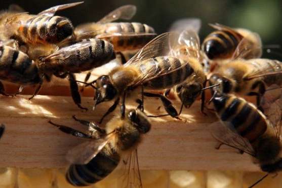 У США заарештували двох підлітків за злочин проти бджіл 