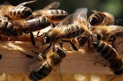 У США заарештували двох підлітків за злочин проти бджіл 