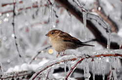 У вівторок в Україні посиляться морози