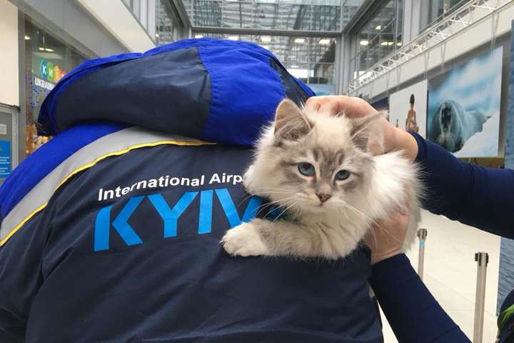 В аеропорту «Київ» пасажирка кинула кошеня і полетіла у Мінськ 