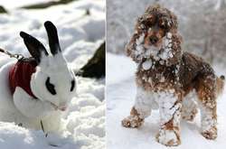 Забавные фотографии животных, которые в первый раз увидели снег