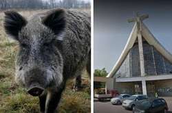  Дикий кабан у Польщі увірвався в костел та розтрощив статую Христа 