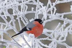 Синоптик попередила про сильні морози протягом тижня