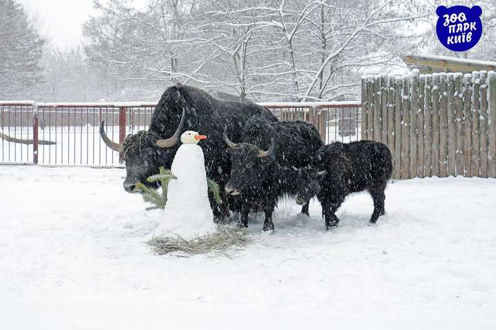 В киевском зоопарке животные обрадовались снегу (видео, фото)