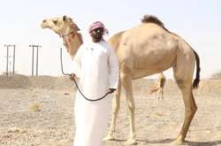Скандал на конкурсе красоты верблюдов. Животные злоупотребляли ботоксом