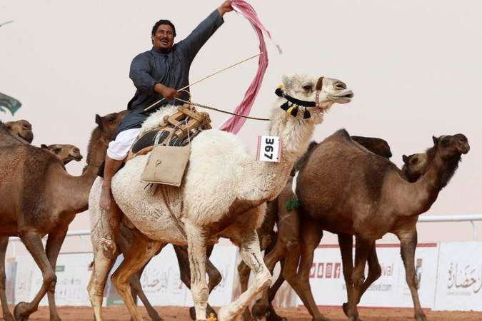 Верблюдів у Саудівській Аравії не пустили на конкурс краси: зловживали ботоксом