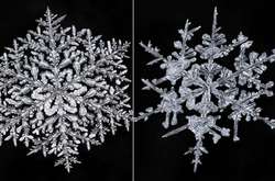 Зима под микроскопом: Завораживающие макрофотографии снежинок покорили сеть