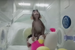 Генетики вперше клонували мавпу