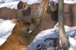 Киян та гостей міста кличуть на день народження левів