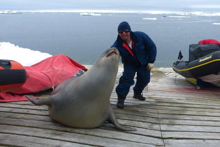 Морське слоненя заснуло у човні українських полярників в Антарктиді