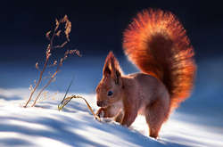 15 ярких фотографий о том, как зимуют дикие животные