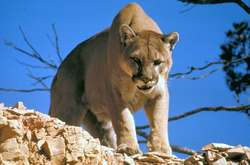 Східну пуму визнали зниклою з лиця Землі