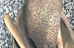  Масло для бажань. Котлета по-київські 