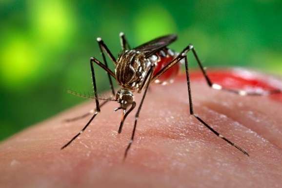 Туристов предупредили об опасных комарах в Турции