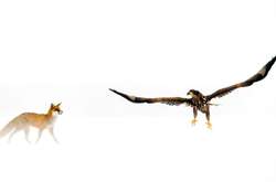 Визначено переможців міжнародного фотоконкурсу Outdoor Photographer of the Year