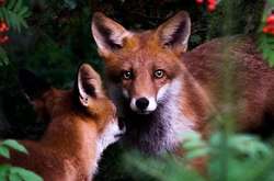 Сказочные финские леса: Фотограф превратил лесных обитателей в профессиональных моделей