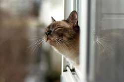 Південний вітер принесе в Україну тепло у перший день лютого