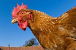 «Курки» Косюка отримають ще більше дотацій від Гройсмана – ЗМІ