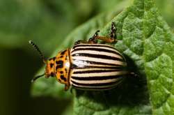  Колорадские жуки распространились по США и Канаде в конце XIX века 