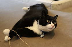 Кіт МЗС Великої Британії