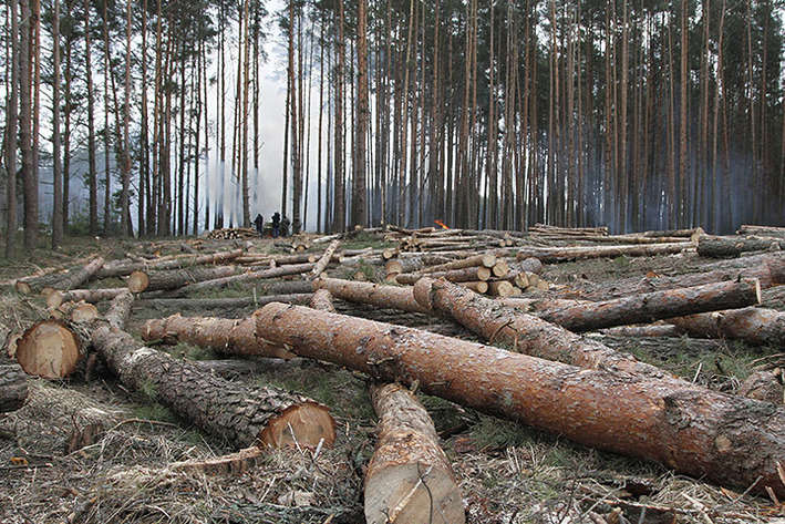 Після Януковича у Сухолуччі нещадно рублять ліс та влаштовують «царські полювання» - еколог 