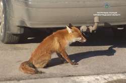 В Кропивницкий забежала дикая лиса (фото)