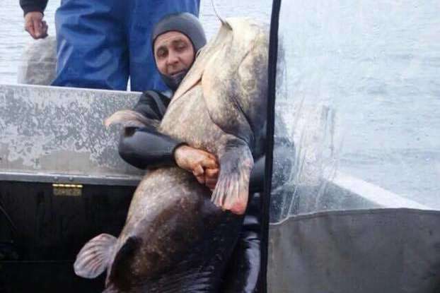 В Украине рыбак поймал гигантского 140-килограммового сома (фото)