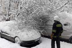 Во Львове снегопад повалил с десяток деревьев