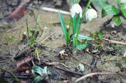 В Ужгороде неожиданно расцвели весенние цветы (фото)