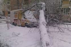 У Львові через негоду падають дерева