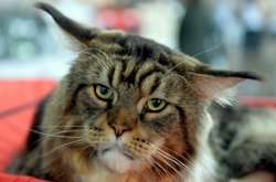 У Києві на виставку будуть допущені тільки здорові коти