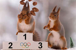 Забавные снимки белок в образах олимпийских спортсменов