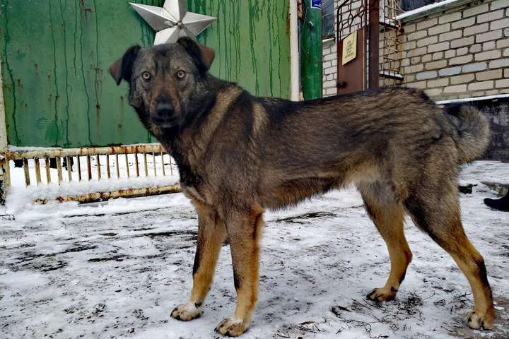 Жизнь брошенных собак Чернобыля