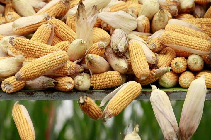 Китай почав купувати кукурудзу в Україні замість США 